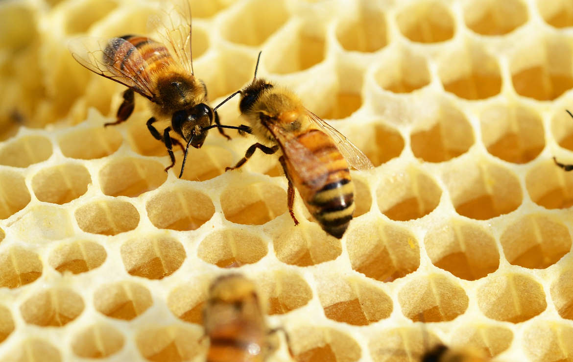 nbspoty honeycomb category for nbs national bee supplies photography competition