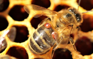 national bee supplies, beekeeping pests, beekeeping diseases, bee diseases, beekeeping, varroa mites