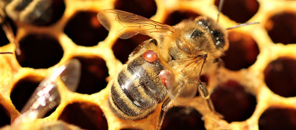 national bee supplies, beekeeping pests, beekeeping diseases, bee diseases, beekeeping, varroa mites