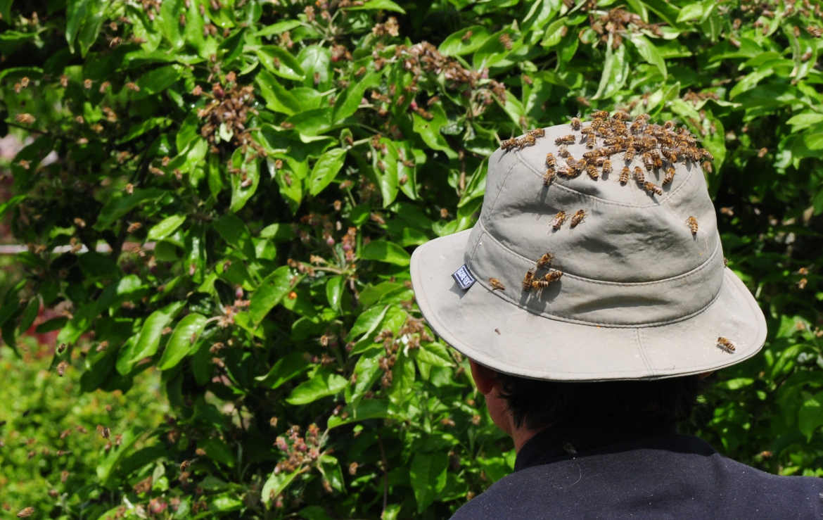 Home Nbs Blog Photography Competition National Bee Supplies