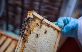A Symbiosis Between Bee and Man national bee supplies nbs blog