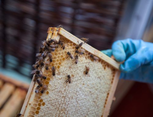 A Symbiosis Between Bee and Man – Part 1