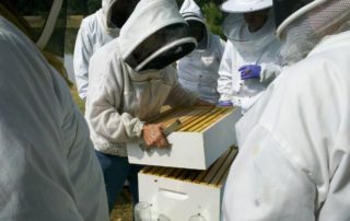 a symbiosis between bee and man part 2 national bee supplies nbs blog