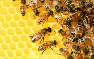 National bee supplies beecraft competition to win 100 sheets of sterilised wax