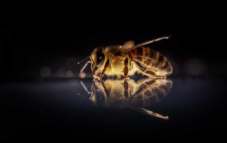 beekeeping facts, facts about bees, science of beekeeping, beekeeping in history