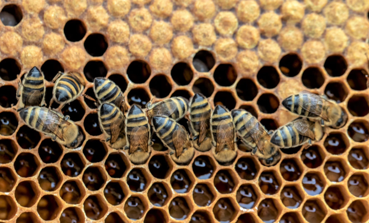 A Beginner's Guide Buying your bees and harvesting your honey NBS Blog
