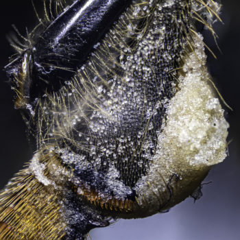 Pollen in a pollen basket (corbicula)