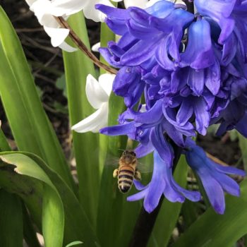 Honeybee & Hyacinth