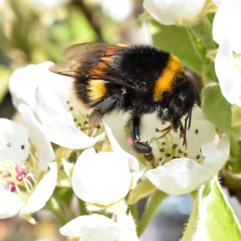 Bumblebee on pear blossom