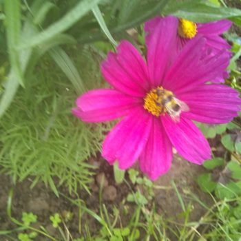 Cosmos Tempting Busy Bee