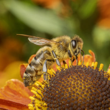Helenium Honeybee