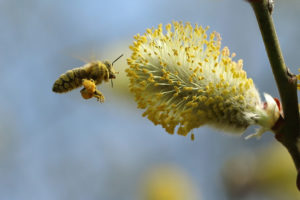 nbspoty in flight category for nbs national bee supplies photography competition